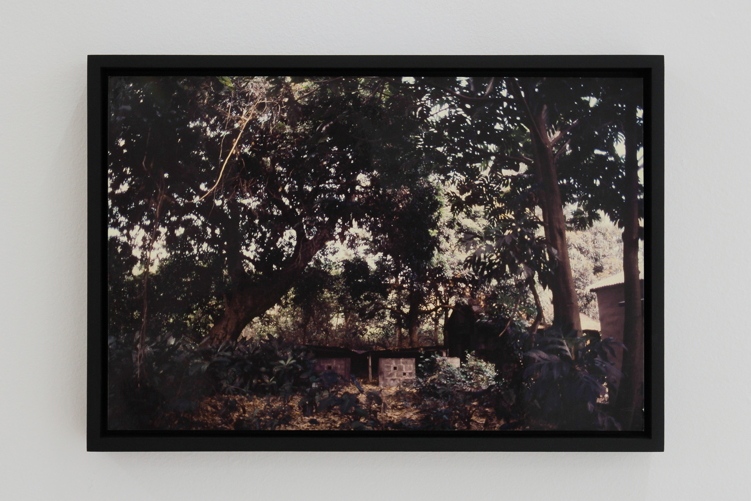 Brice Guilbert kari dodo Inkjet print from Jacques Guilbert photographs