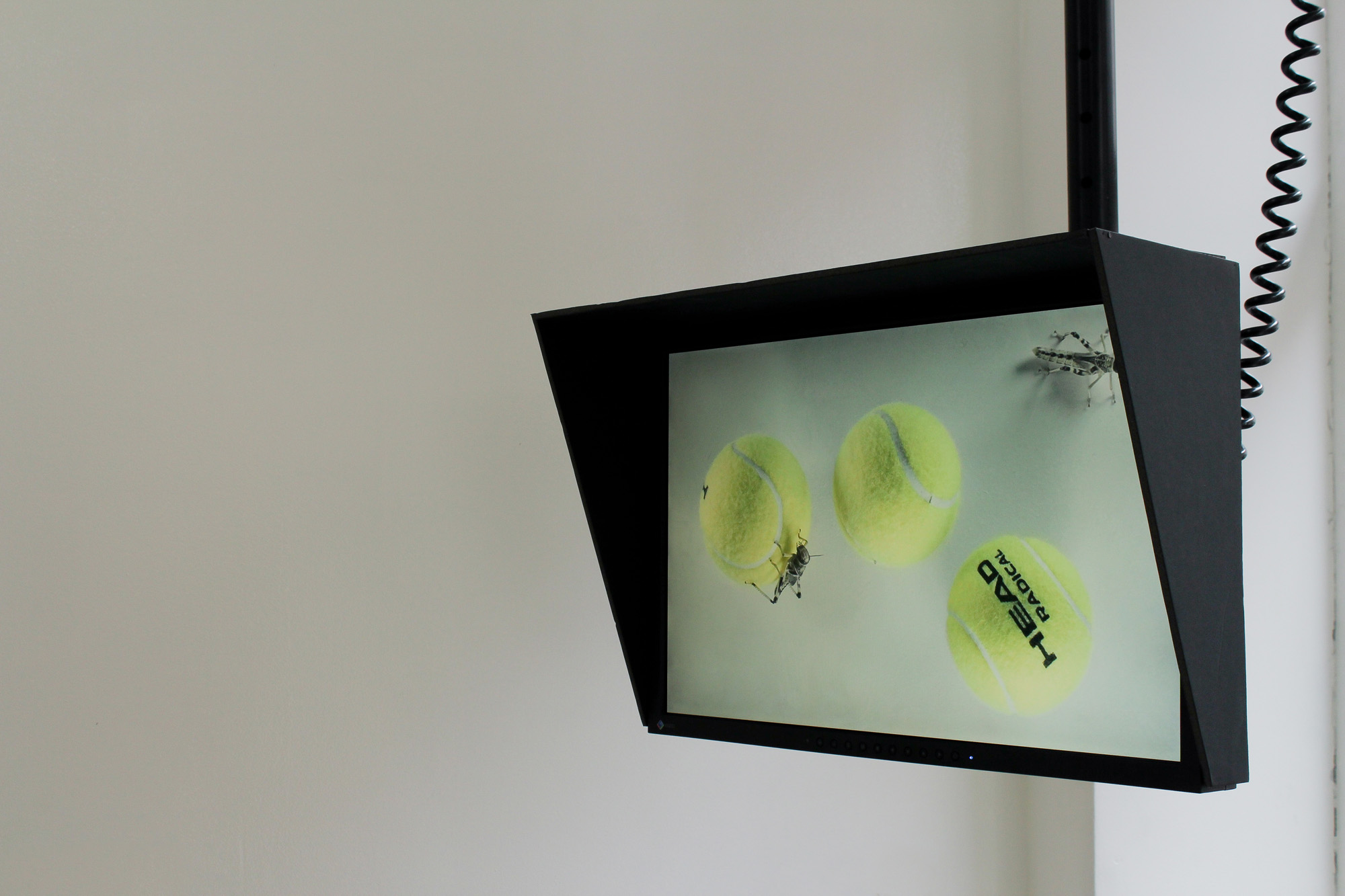 Simon Davenport Locusts and Tennis Balls